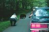 American Black Bear (Ursus americanus)