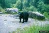 American Black Bear (Ursus americanus)