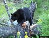 American Black Bear (Ursus americanus)