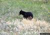 American Black Bear (Ursus americanus)