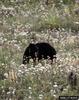 American Black Bear (Ursus americanus)