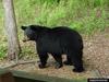 American Black Bear (Ursus americanus)