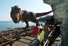 Modern Dinosaur?