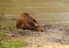 Deer tired in the flood