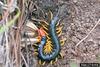 Giant Centipede (Scolopendra sp.)