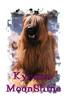 DOGS 2