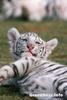 Baby white tiger