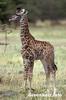 Baby giraffe