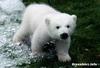 Baby polar bear