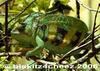 Veiled Chameleon