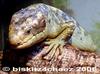 Monkey-tailed Skink