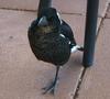 baby magpie 1