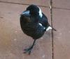 baby magpie 2