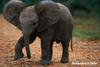 Baby elephant