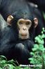 Baby chimp