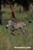 Baby zebra