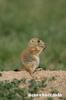Baby squirrel