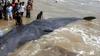 Beached Whale