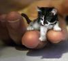 Mini Kitten
