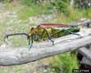 Wood Borer of Coigue (Cheloderus childreni)