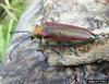 Wood Borer of Coigue (Cheloderus childreni)