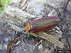 Wood Borer of Coigue (Cheloderus childreni)