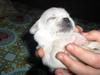 a puppy