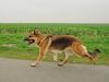 Dog German Shepherd