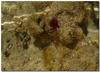 anemone