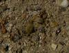 tiny crabs