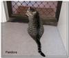 Grandcat..