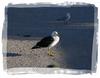 seagulls - Pacific Gull (Larus pacificus) & Silver Gull