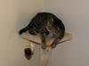 cat'n mouse