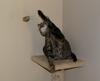 cat'n mouse