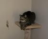 cat'n mouse