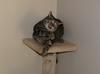 cat'n mouse