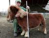 World's Smallest Pony in Poland