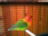 fisheri lovebird