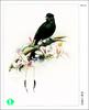 [WY scan] Zeng Xiao Lian - 呼喚(大盤尾) - Greater Racket-tailed Drongo, Dicrurus paradiseus