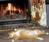 Relaxing cat