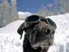Doggles