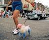 Patriotic Poodle