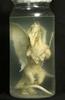 Dragon hoax