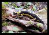 Salamander
