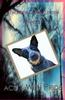 DOGS 2