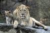 Lions