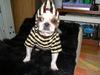 Alien dog