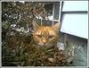 my adorable cat