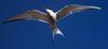 Arctic Tern in flight