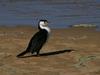 Pied Cormorant